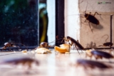 How to Get Rid of Cockroaches in the Kitchen: A Comprehensive Guide for 2025